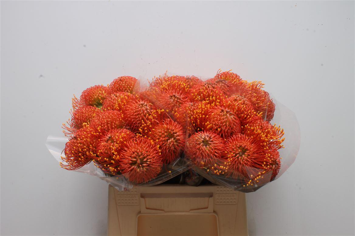 Срезанные цветы оптом Nutans gold dust от 30шт из Голландии с доставкой по России Срезанные цветы оптом Nutans gold dust от 30шт из Голландии с доставкой по России