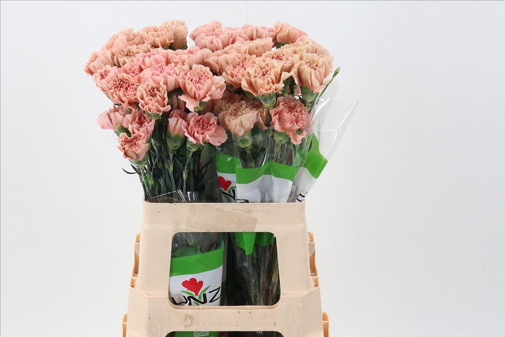 Срезанные цветы оптом Dianthus st honey от 100шт из Голландии с доставкой по России