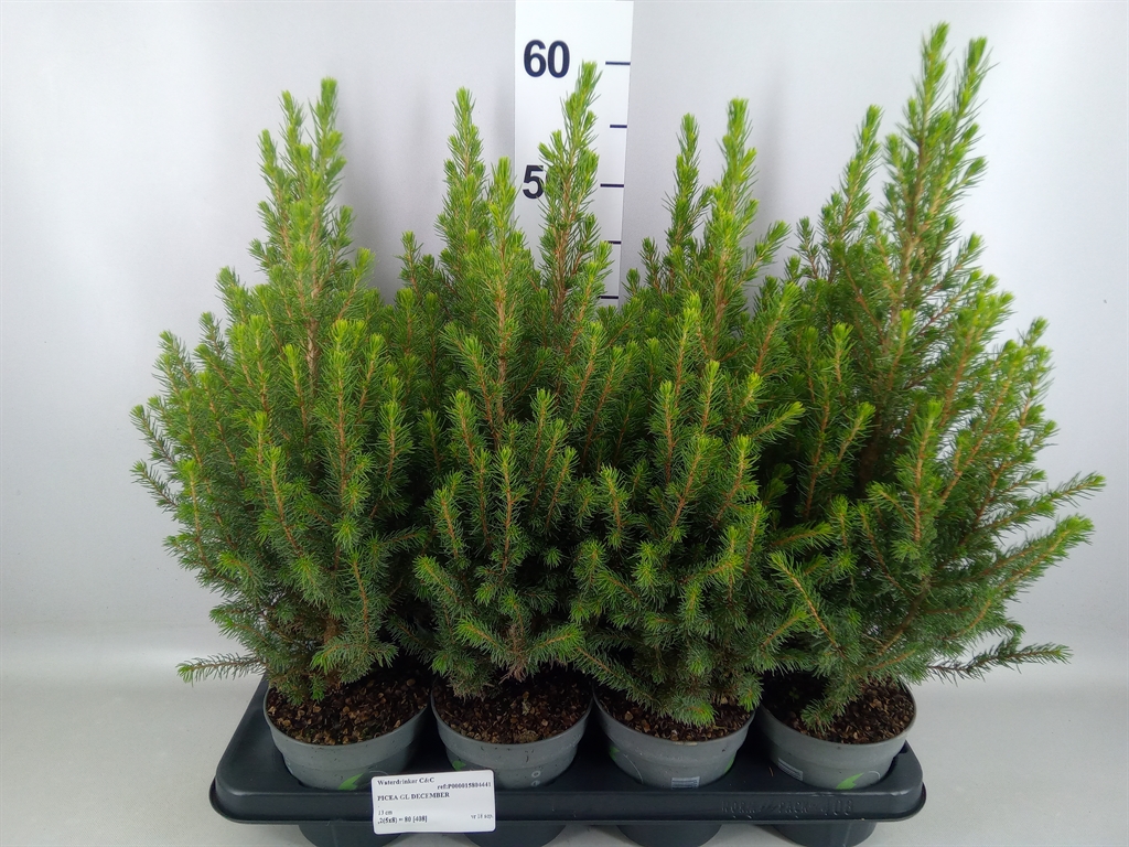 Горшечные цветы и растения оптом Picea Glauca december от 8шт из Голландии с доставкой по России