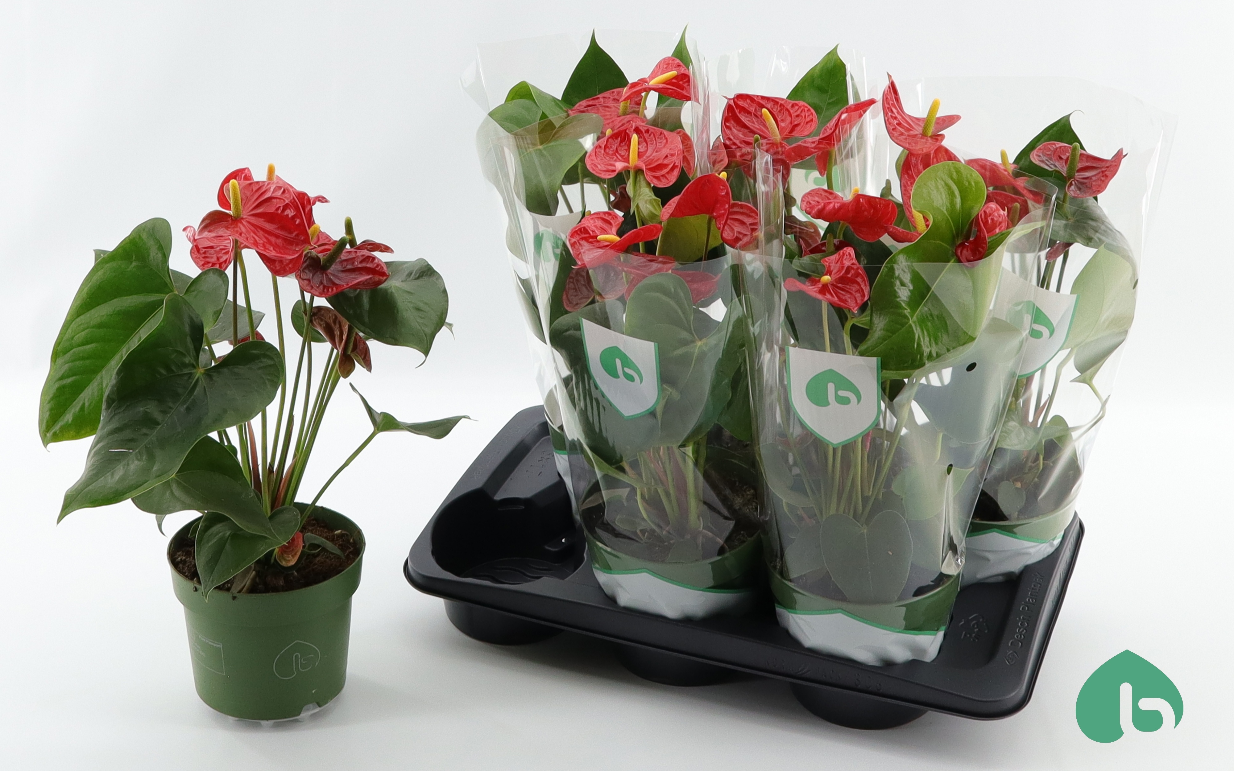 Горшечные цветы и растения оптом Anthu An Arebo от 6шт из Голландии с доставкой по России