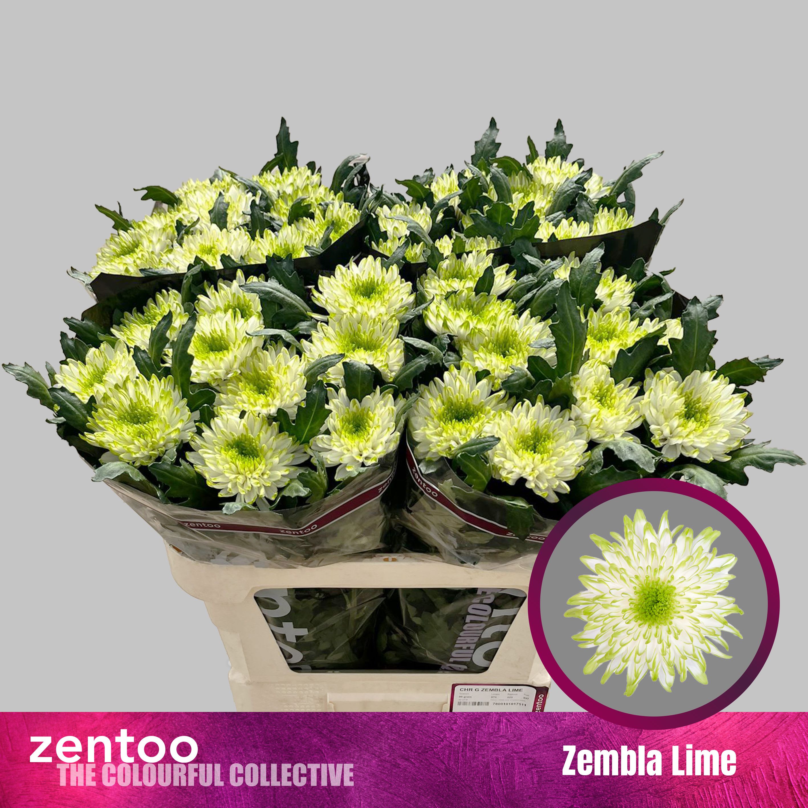 Срезанные цветы оптом Chrys bl zembla lime от 120шт. из Голландии с доставкой по России
