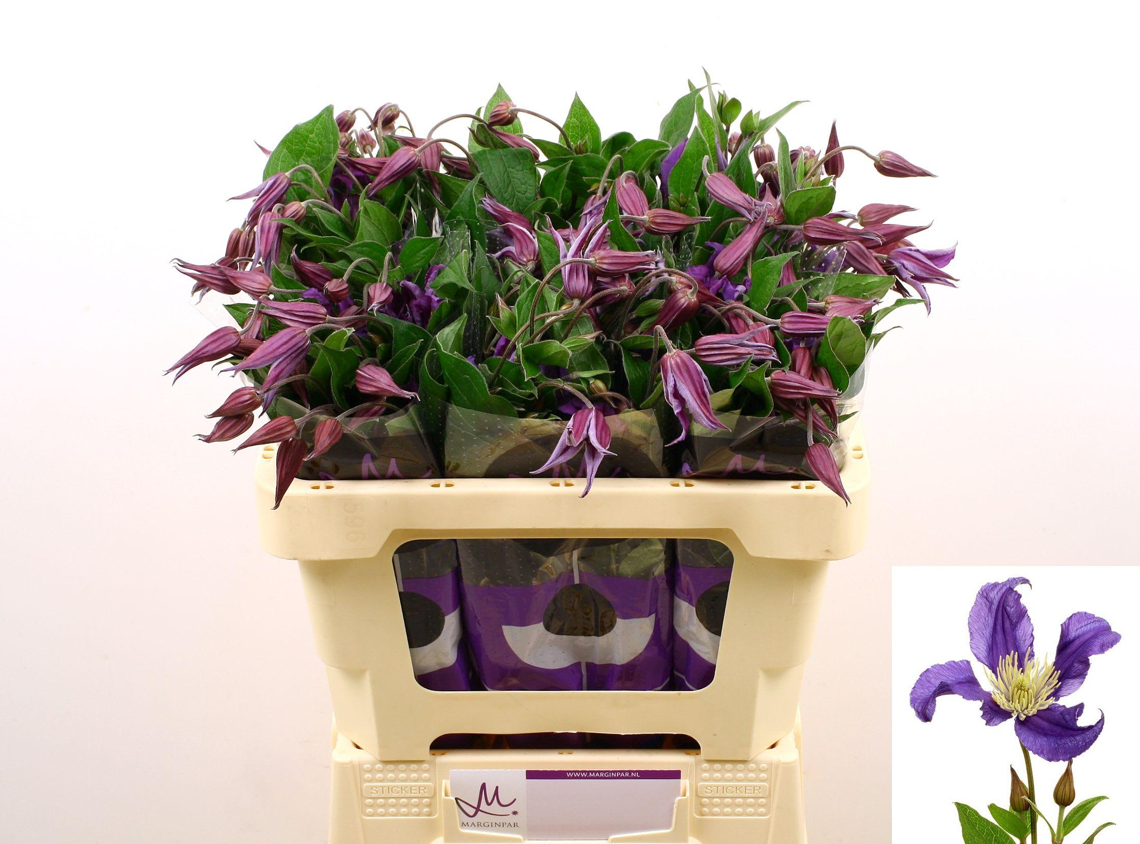 Срезанные цветы оптом Clematis pirouette от 60шт из Голландии с доставкой по России