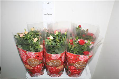 Горшечные цветы и растения оптом Ro Fav Ro Gem 4 Srt от 6шт из Голландии с доставкой по России