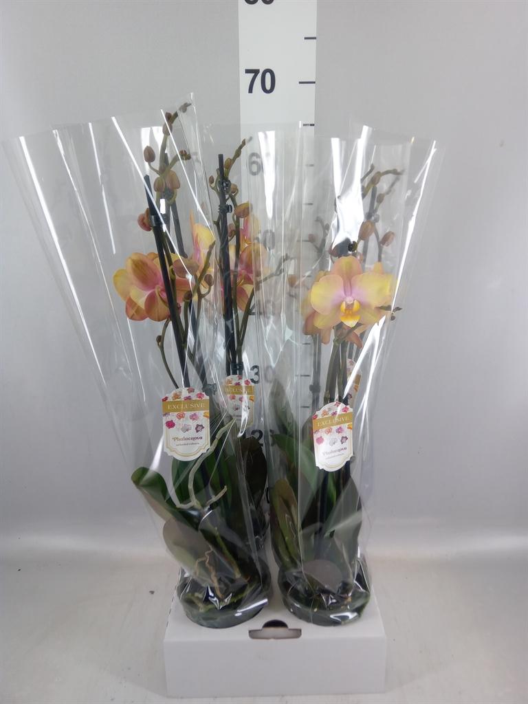 Горшечные цветы и растения оптом Phalaenopsis ...yellow от 4шт из Голландии с доставкой по России
