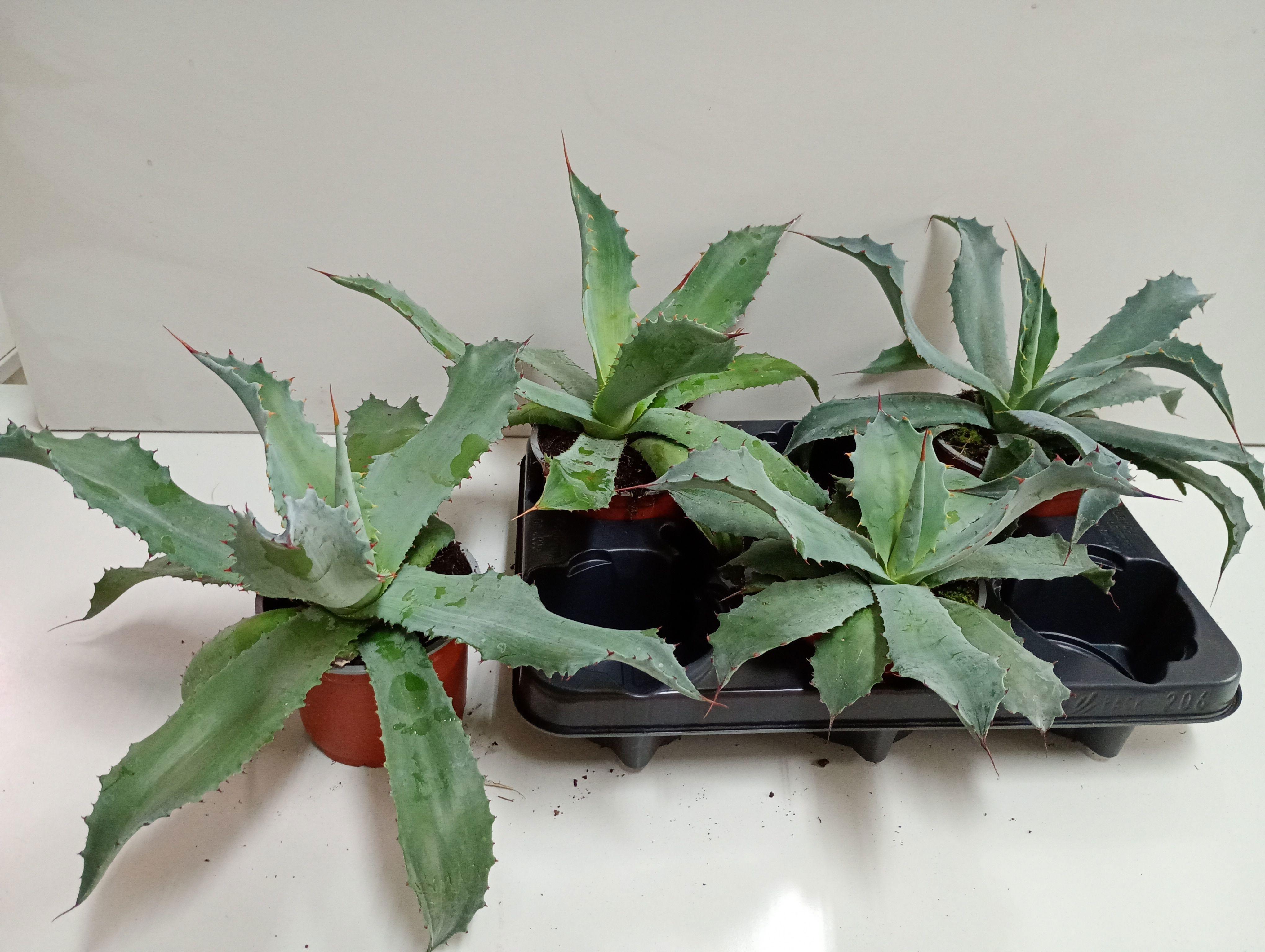 Горшечные цветы и растения оптом Agave Ov от 3шт из Голландии с доставкой по России
