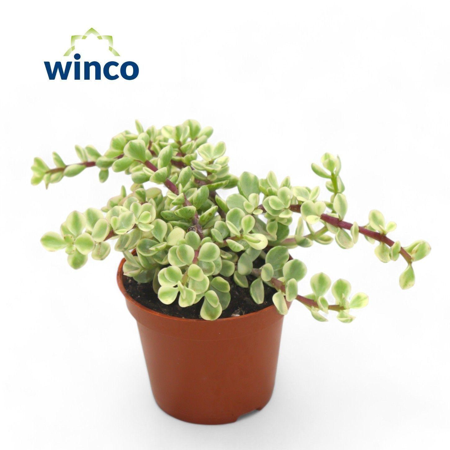 Горшечные цветы и растения оптом Portulac A Variegata от 18шт (для телеги) из Голландии с доставкой по России