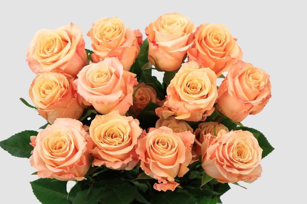 Срезанные цветы оптом Rosa ec shimmer от 50шт из Голландии с доставкой по России