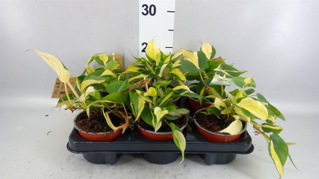 Горшечные цветы и растения оптом Philodendron Scand. от 6шт из Голландии с доставкой по России