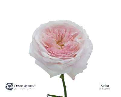Срезанные цветы оптом Rosa la austin keira от 24шт.. из Голландии с доставкой по России