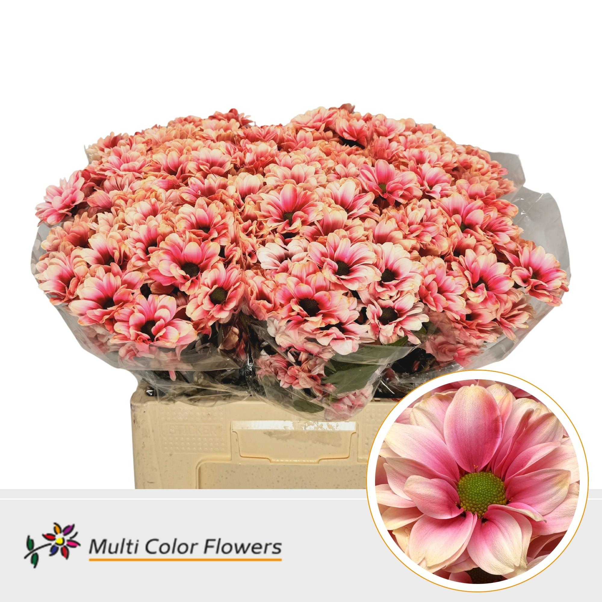 Срезанные цветы оптом Chrys sp paint kennedy explosion от 40шт из Голландии с доставкой по России