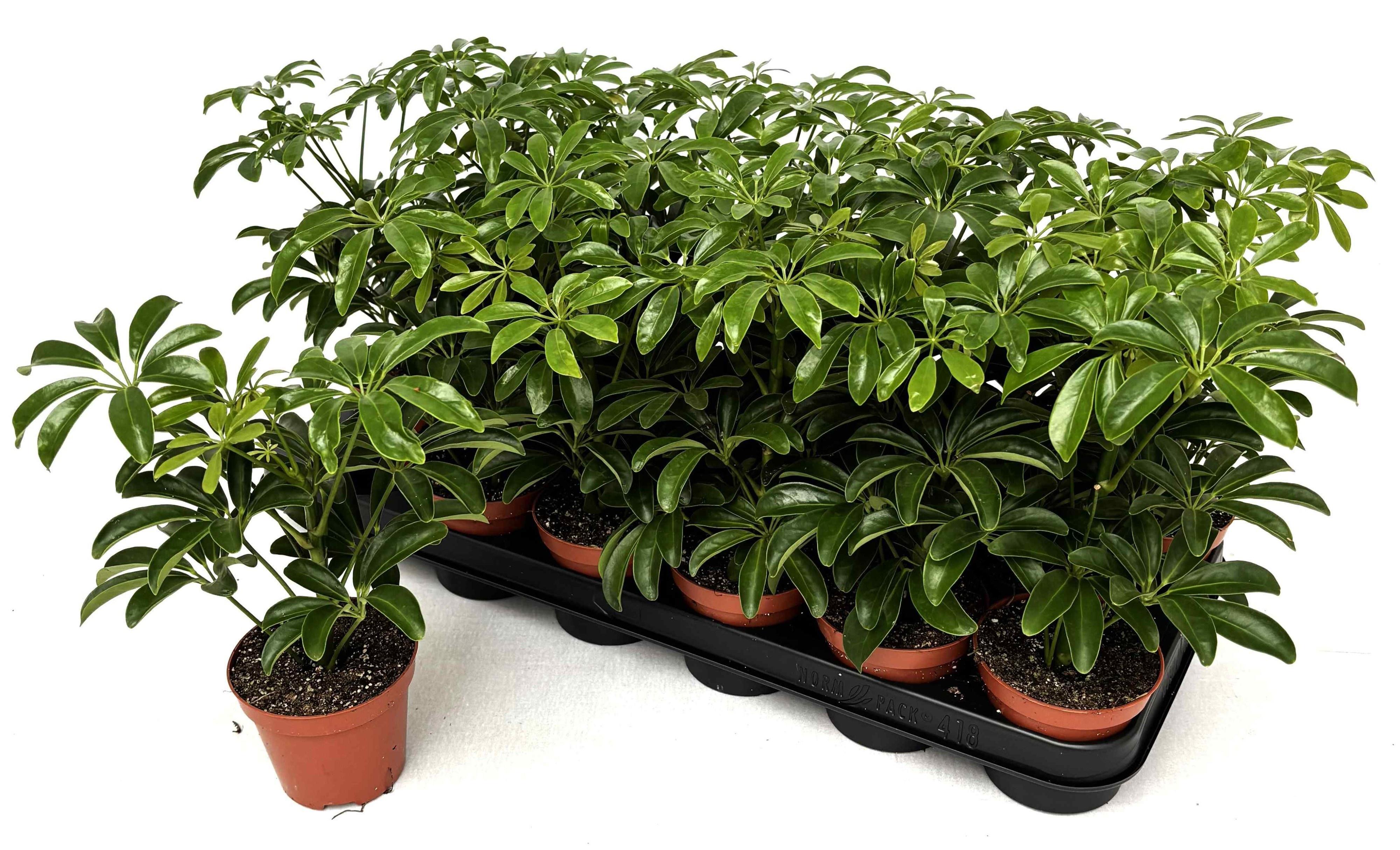Горшечные цветы и растения оптом Schefflera Luseana от 18шт (для телеги) из Голландии с доставкой по России