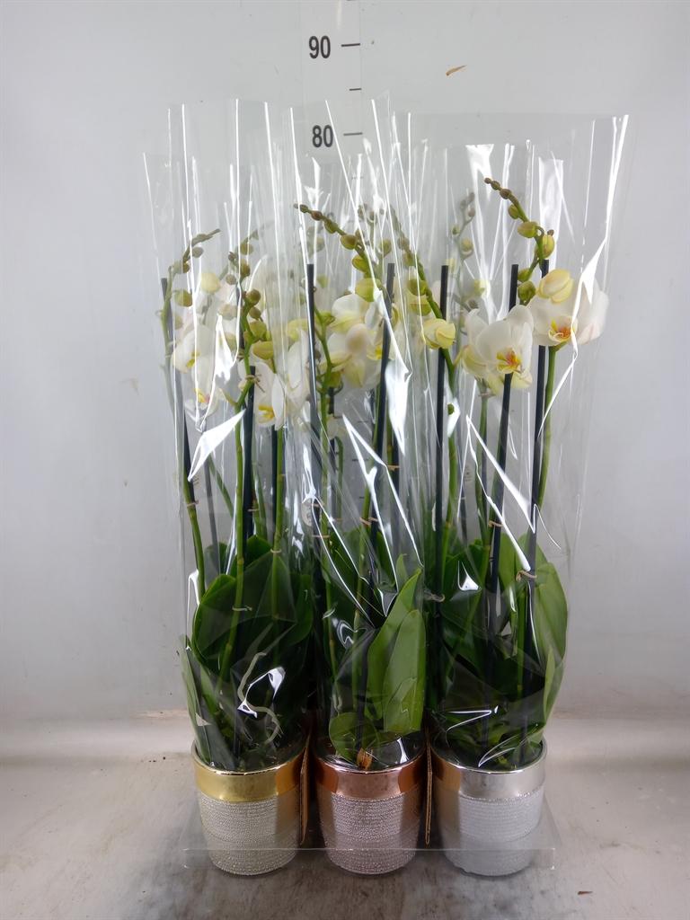 Горшечные цветы и растения оптом Phalaenopsis   ...white от 6шт из Голландии с доставкой по России