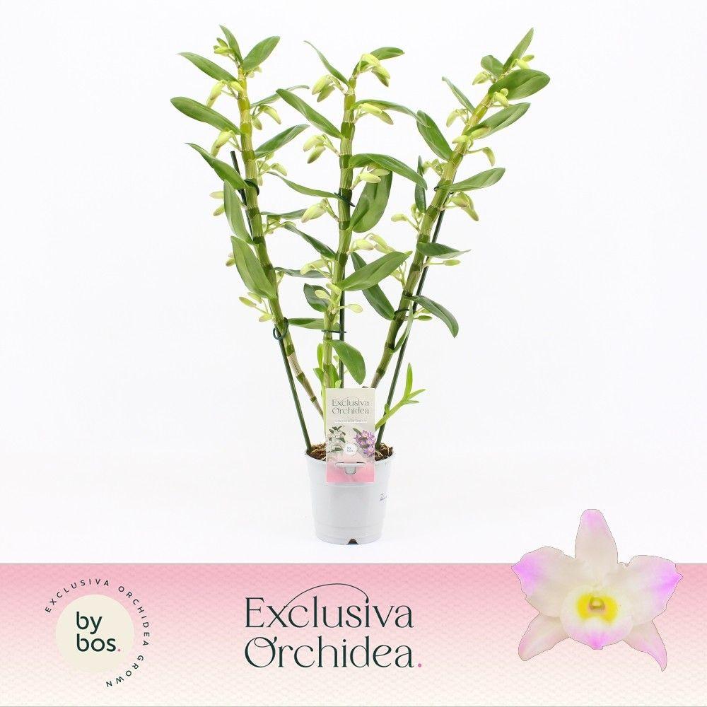 Горшечные цветы и растения оптом Dendr Nob 3st Kumiko Exclusiva Orchidea от 6шт из Голландии с доставкой по России