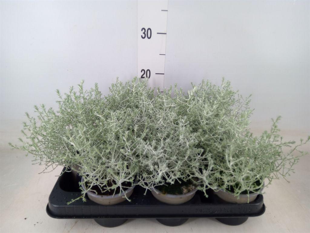 Горшечные цветы и растения оптом Leucophyta Brownii от 9шт из Голландии с доставкой по России