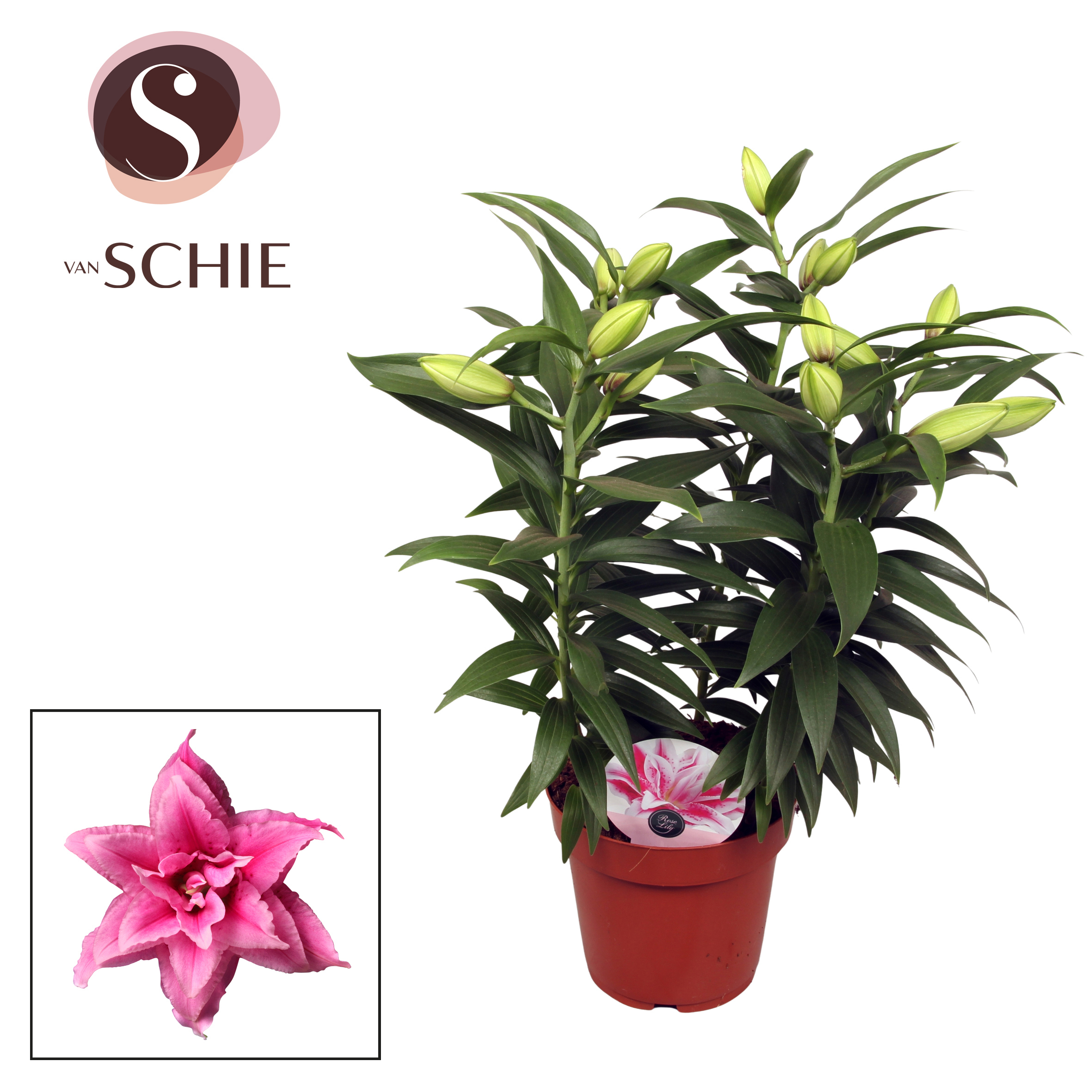 Горшечные цветы и растения оптом Lilium Or Roselily Esra 4pp от 5шт из Голландии с доставкой по России