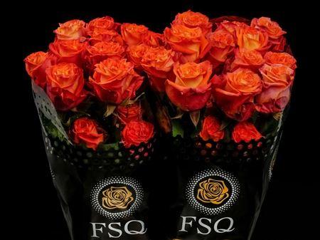 Срезанные цветы оптом Rosa ec careless whisper от 60шт из Голландии с доставкой по России