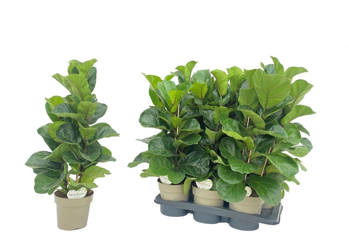 Горшечные цветы и растения оптом Ficus Tabaco Branched от 6шт из Голландии с доставкой по России
