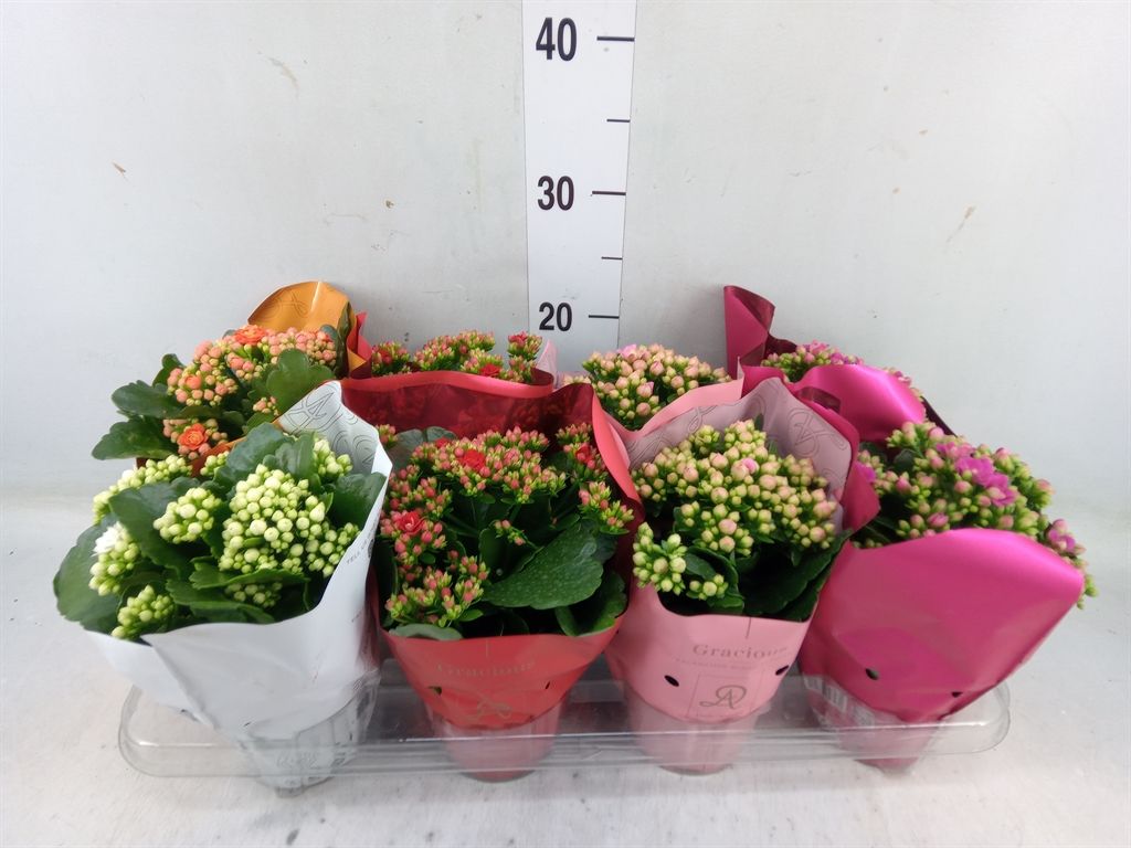 Горшечные цветы и растения оптом Kalanchoe Blos.   ..rosebud Mix Gr от 8шт из Голландии с доставкой по России