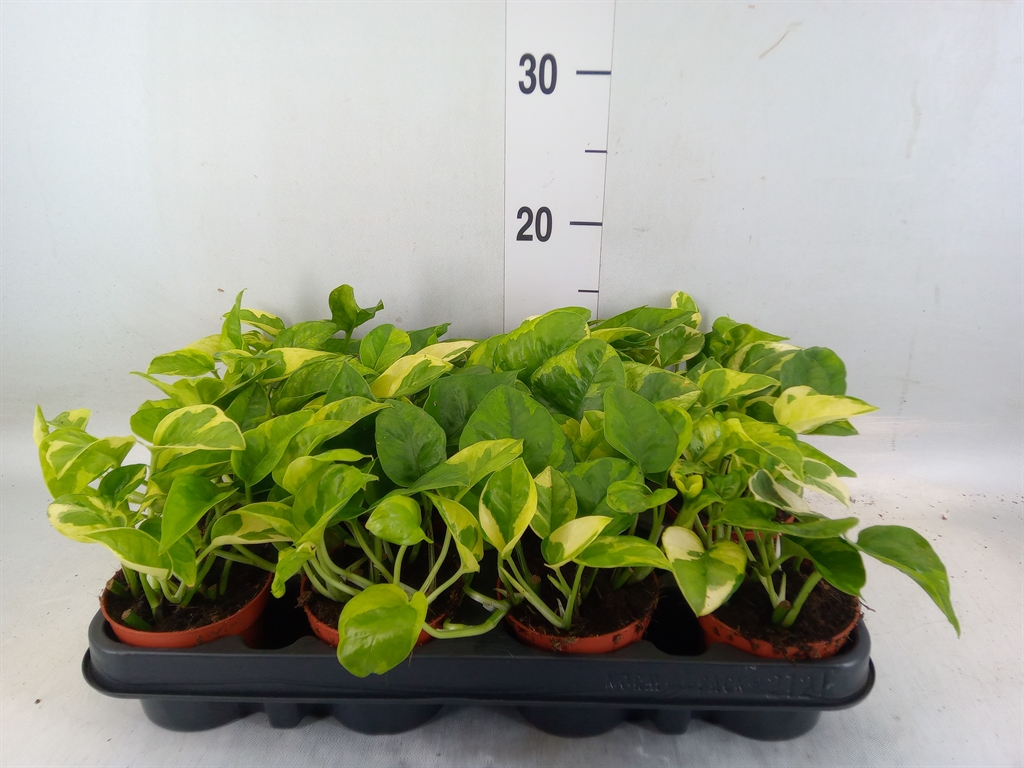 Горшечные цветы и растения оптом Scindapsus   ... от 12шт (для телеги) из Голландии с доставкой по России