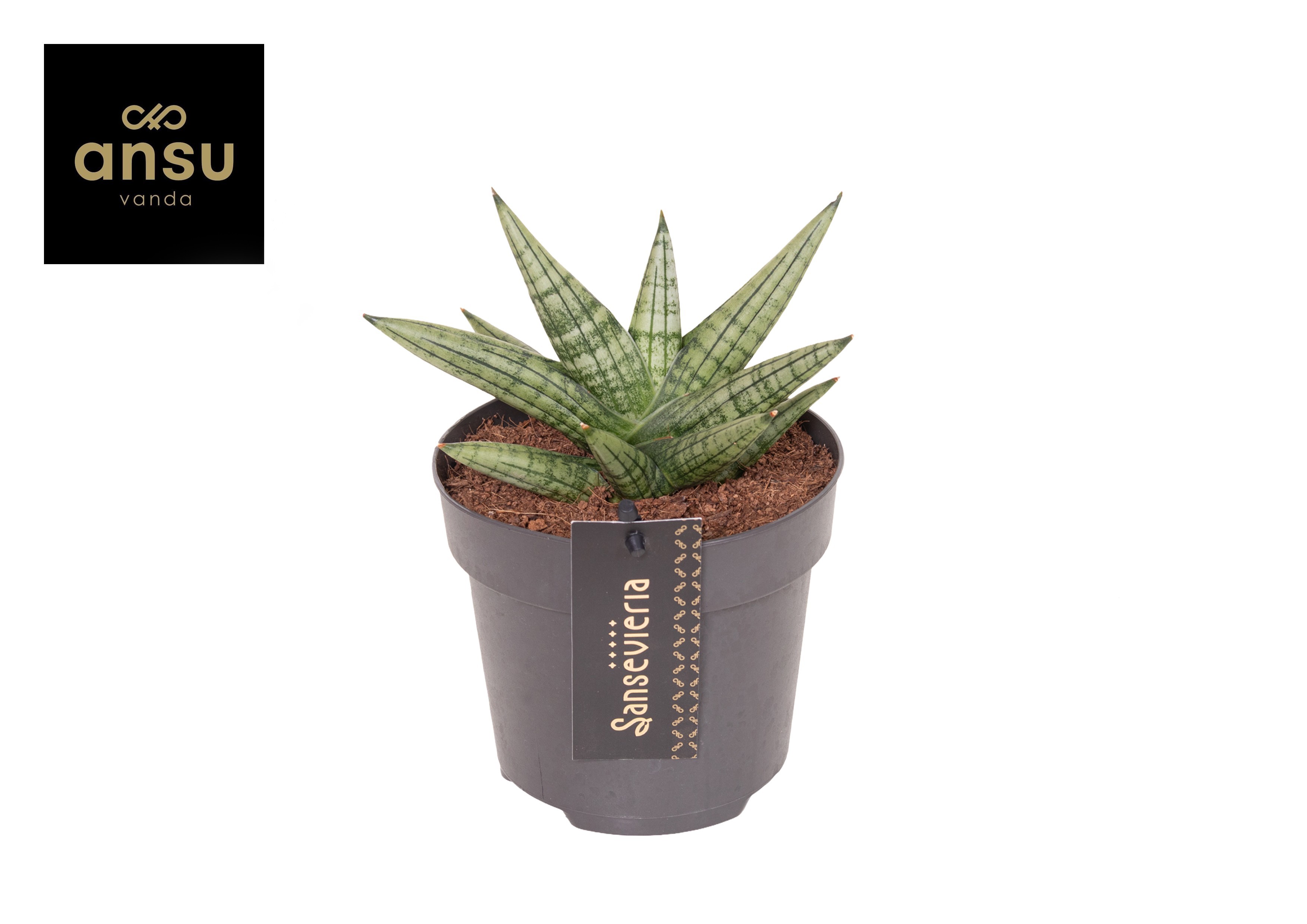 Горшечные цветы и растения оптом Sansevieria Inti Mini No. 4 от 6шт из Голландии с доставкой по России