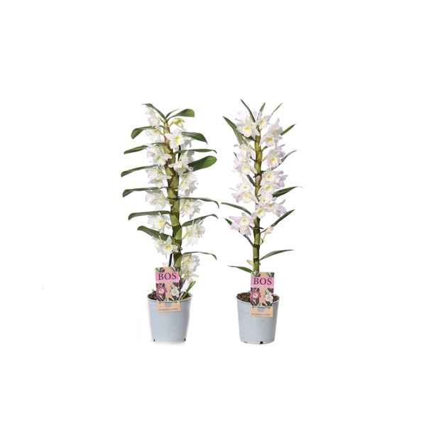 Горшечные цветы и растения оптом Dendr Nob 1st Classic Apollon Kumiko от 10шт из Голландии с доставкой по России