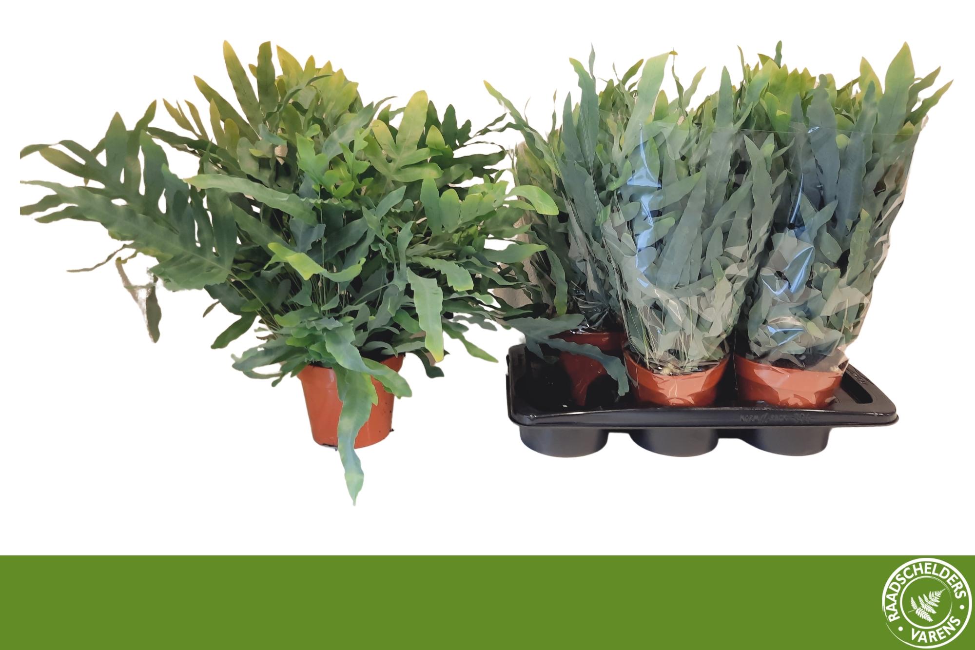 Горшечные цветы и растения оптом Phlebo A Blue Star от 6шт из Голландии с доставкой по России