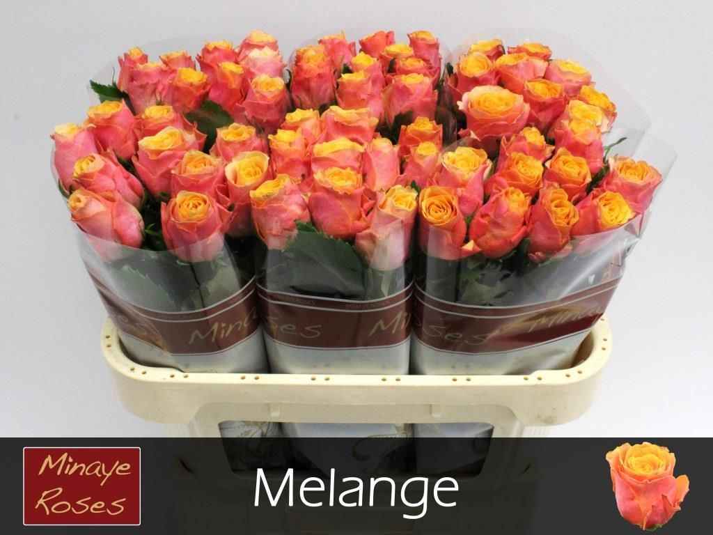 Срезанные цветы оптом Rosa la melange от 60шт из Голландии с доставкой по России