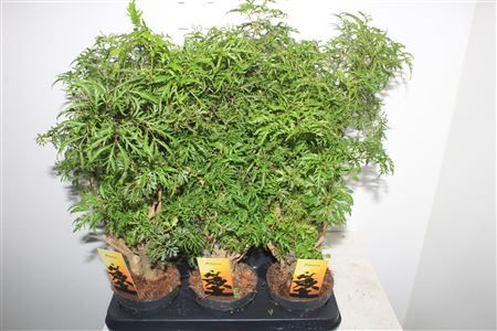 Горшечные цветы и растения оптом Poly Fruticosa от 6шт из Голландии с доставкой по России