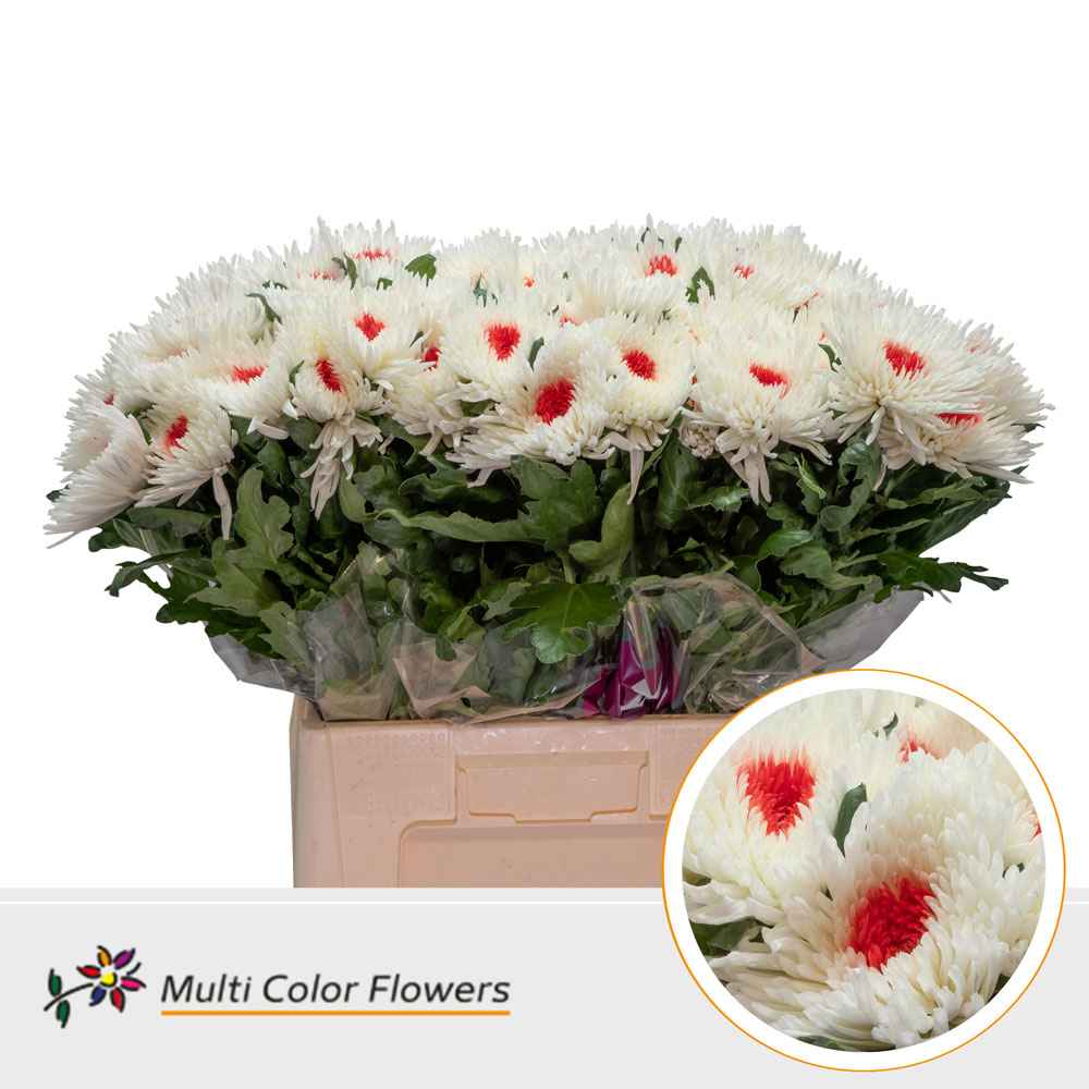 Срезанные цветы оптом Chrys bl paint topspin white-red eye от 60шт из Голландии с доставкой по России