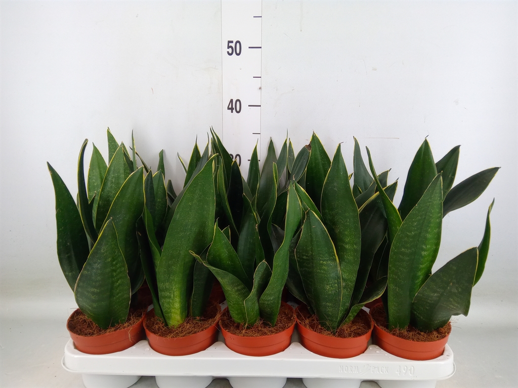 Горшечные цветы и растения оптом Sansevieria Trifa.   ... от 10шт из Голландии с доставкой по России