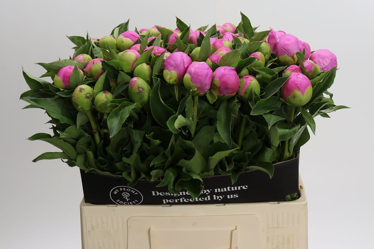 Срезанные цветы оптом Paeonia monsieur jules elie от 80шт из Голландии с доставкой по России