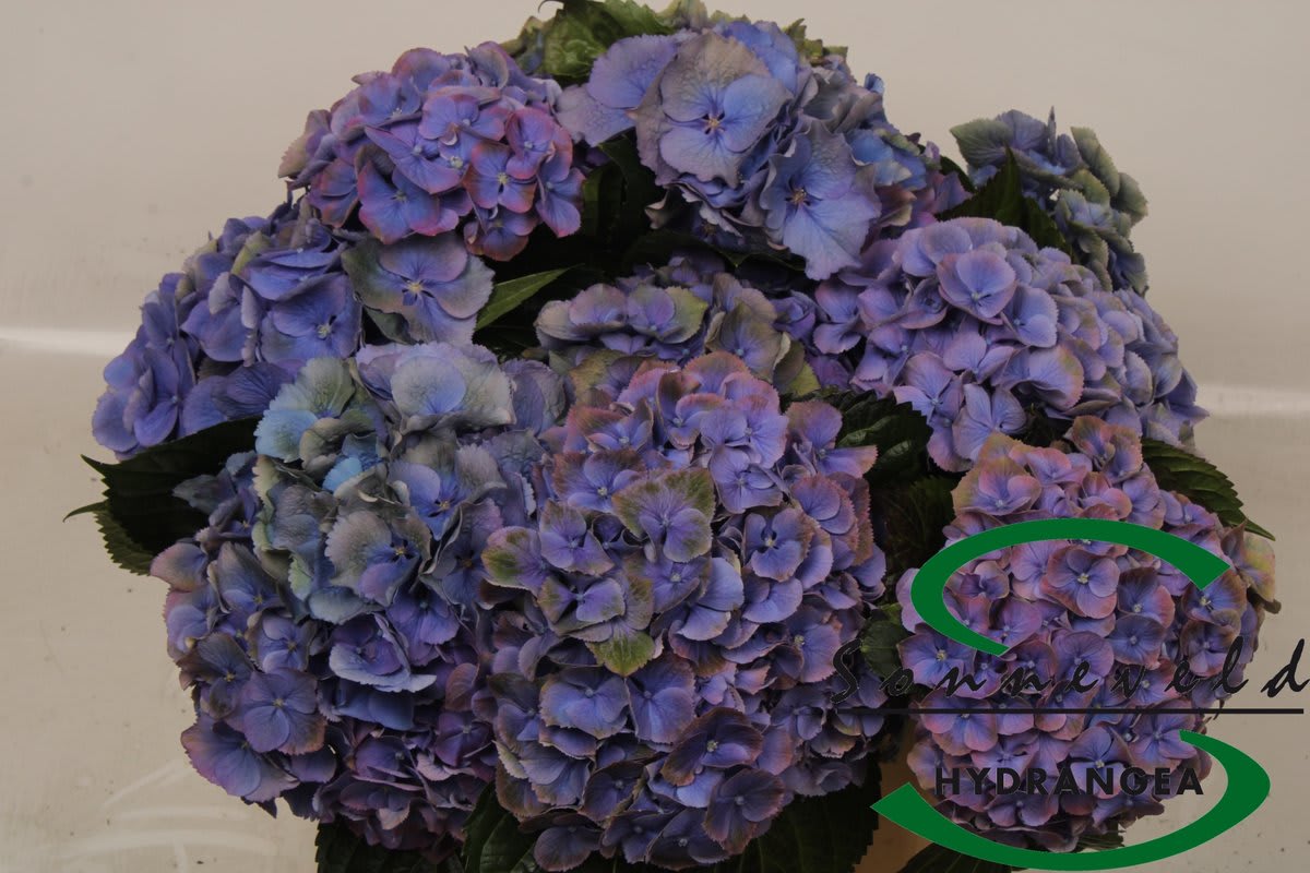 Срезанные цветы оптом Hydrangea pompidou classic от 10шт из Голландии с доставкой по России