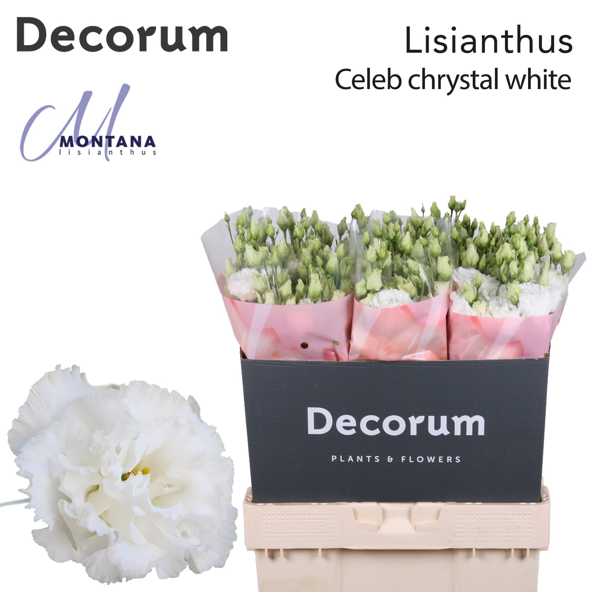 Срезанные цветы оптом Lisianthus do celeb chrystal от 60шт из Голландии с доставкой по России