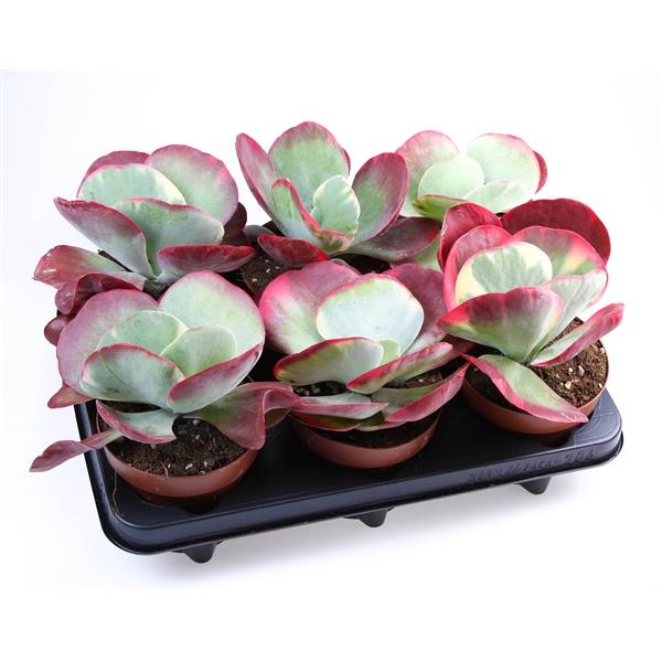 Горшечные цветы и растения оптом Kalanchoe Thyrsiflora Red Lips от 6шт из Голландии с доставкой по России