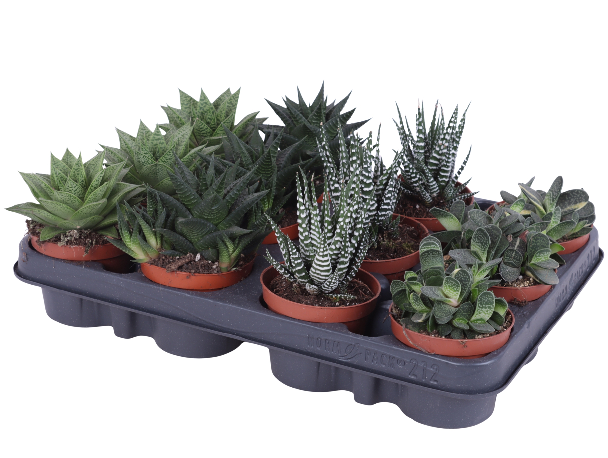 Горшечные цветы и растения оптом Haworthia Mix от 12шт (для телеги) из Голландии с доставкой по России