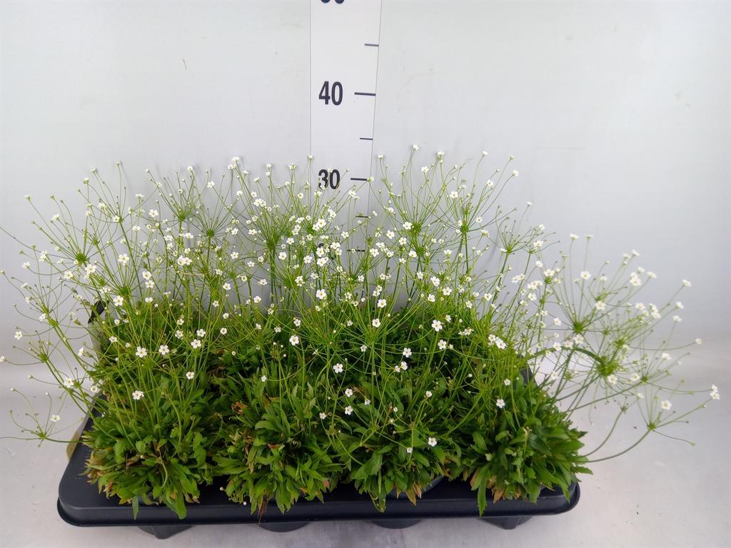 Горшечные цветы и растения оптом Androsace   ... от 8шт из Голландии с доставкой по России