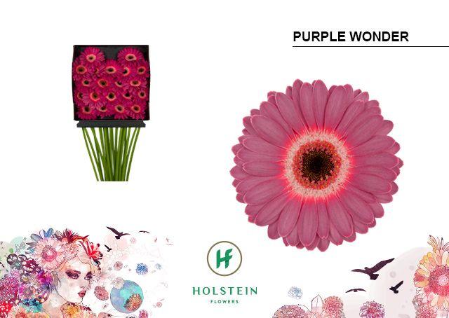 Срезанные цветы оптом Germini diamond purple wonder от 20шт из Голландии с доставкой по России