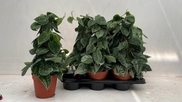 Горшечные цветы и растения оптом Scind Pict Silve Ann от 6шт из Голландии с доставкой по России