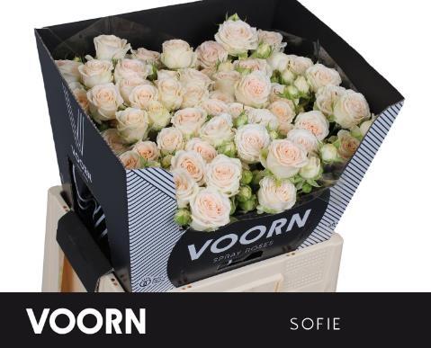 Срезанные цветы оптом Rosa spray sofie от 30шт из Голландии с доставкой по России