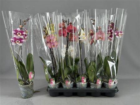 Горшечные цветы и растения оптом Phal Gem 5 Kl 1 Branches 6+ от 10шт из Голландии с доставкой по России