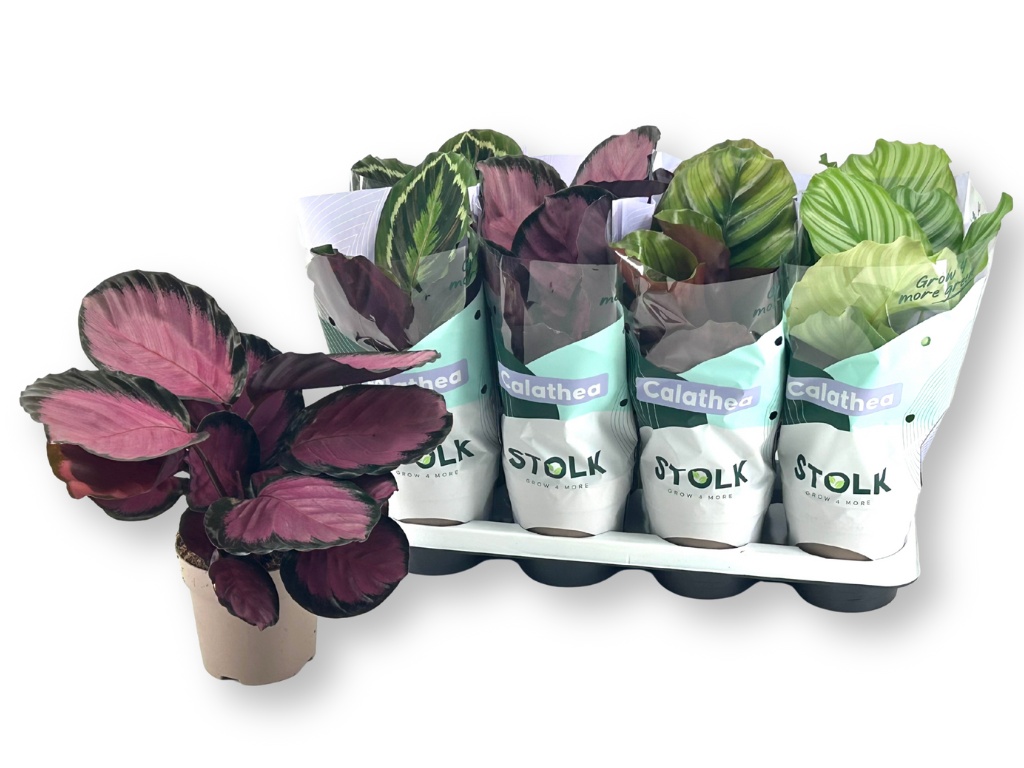 Горшечные цветы и растения оптом Calat Gem 4 Srt от 8шт из Голландии с доставкой по России