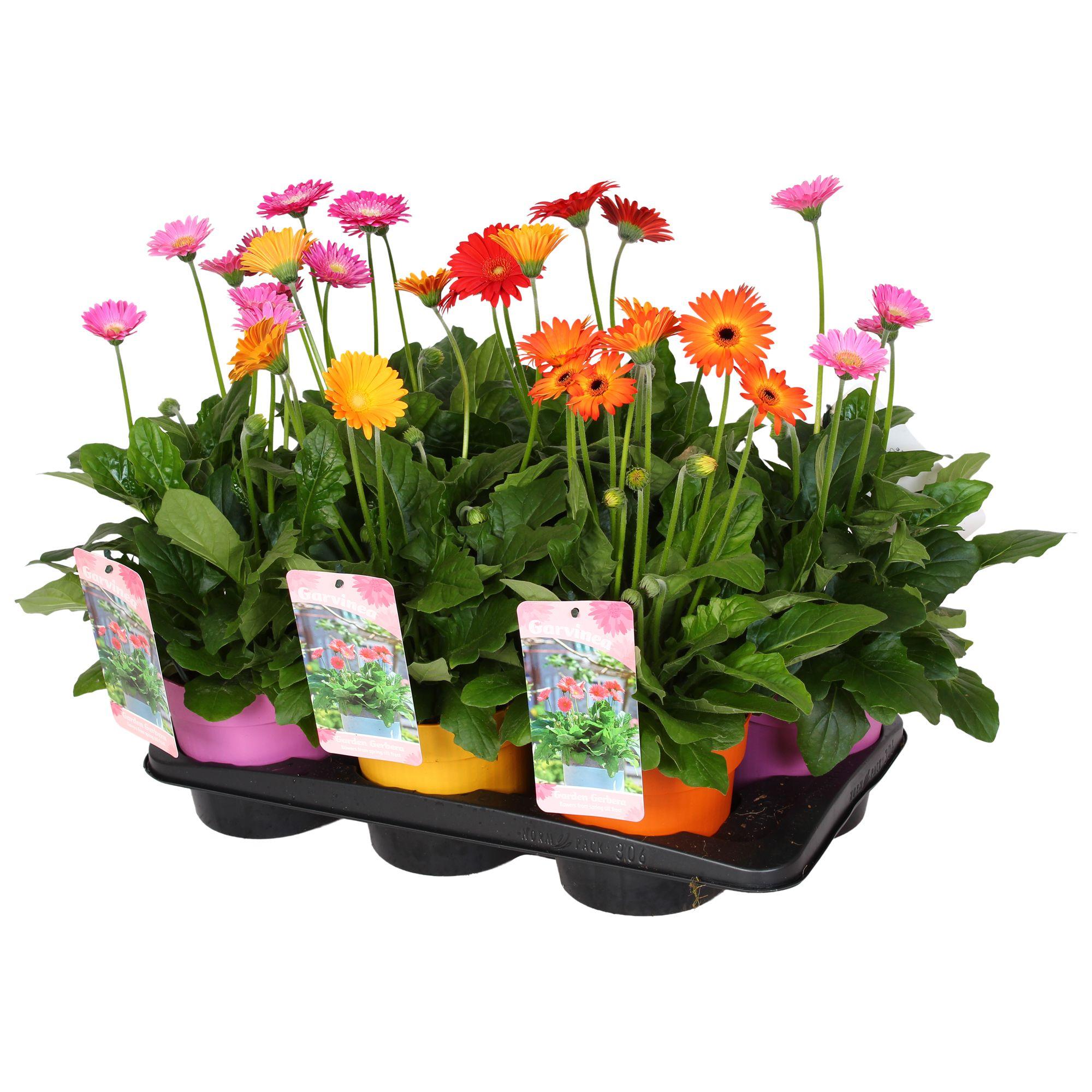 Горшечные цветы и растения оптом Gerbera Garvinea Mix от 6шт (для телеги) из Голландии с доставкой по России