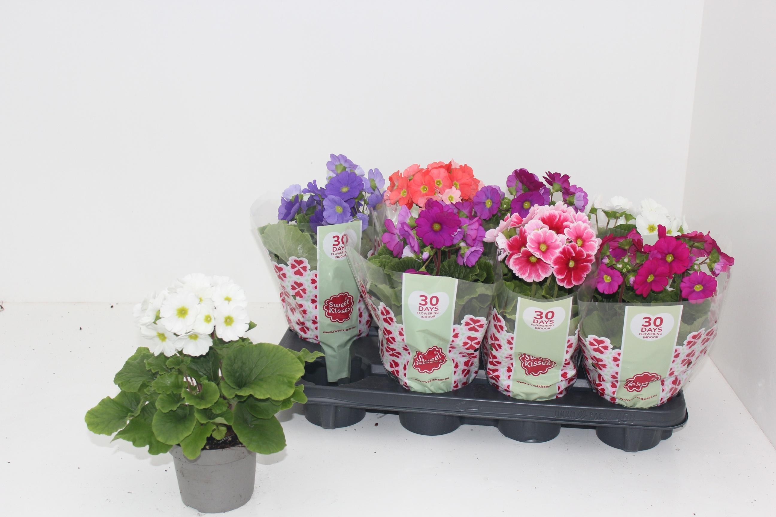 Горшечные цветы и растения оптом Primula Obconica Mix Sweet Kisses от 8шт из Голландии с доставкой по России