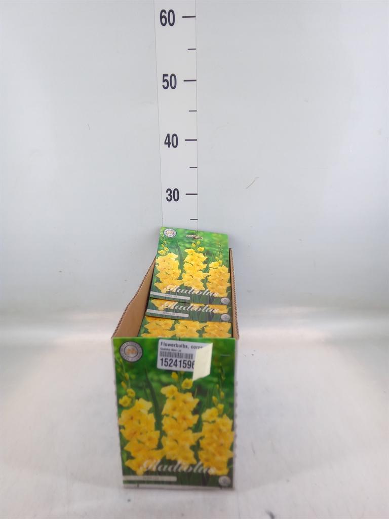 Горшечные цветы и растения оптом Flowerbulbs, Corns Or Tubers   ... от 10шт из Голландии с доставкой по России