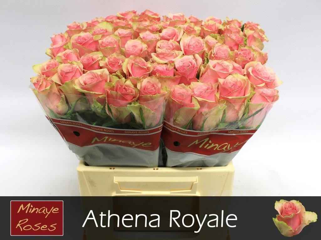 Срезанные цветы оптом Rosa la athena royale от 60шт из Голландии с доставкой по России