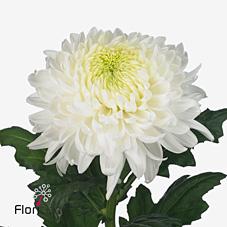 Срезанные цветы оптом Chrys bl magnum от 120шт из Голландии с доставкой по России Срезанные цветы оптом Chrys bl magnum от 120шт из Голландии с доставкой по России