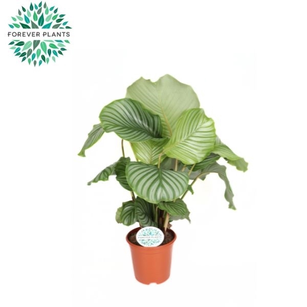 Горшечные цветы и растения оптом Calathea Orbifolia от 1шт из Голландии с доставкой по России