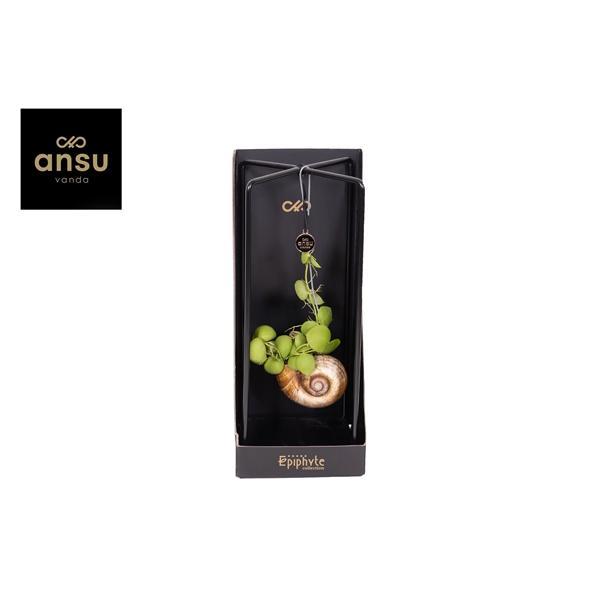 Горшечные цветы и растения оптом Epiphyte Collection - Dischidia от 6шт из Голландии с доставкой по России