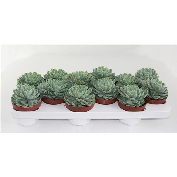 Горшечные цветы и растения оптом Echeveria Elegans от 9шт из Голландии с доставкой по России