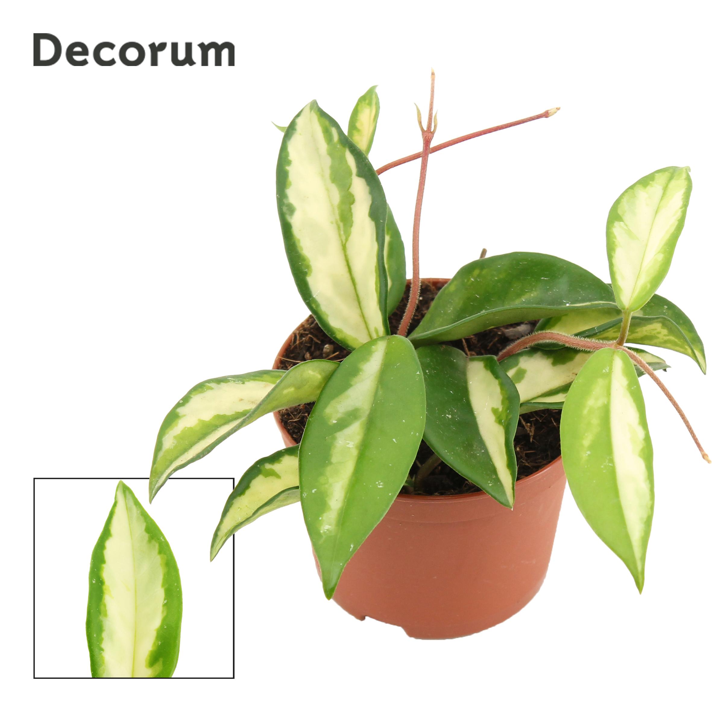 Горшечные цветы и растения оптом Hoya Carnosa Tricolor (decorum) от 18шт (для телеги) из Голландии с доставкой по России